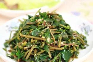 马齿苋视频,绿色养生佳品，营养与美味并存