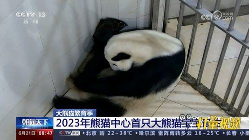 熊猫出生视频,新生熊猫的温馨诞生记