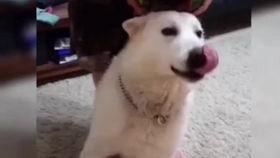 傻狗视频,萌宠日常，欢乐无限