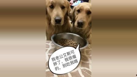 傻狗视频,萌宠日常，欢乐无限