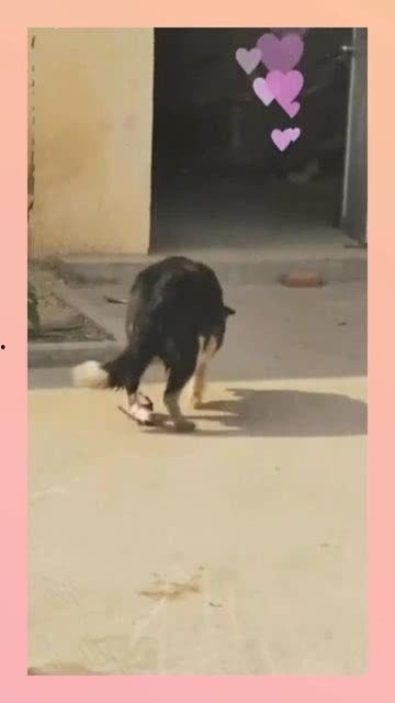 狗生小狗视频,狗狗生宝宝温馨瞬间
