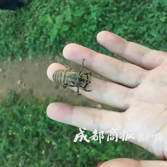 捉蝉视频,捕捉夏日时光的童年记忆