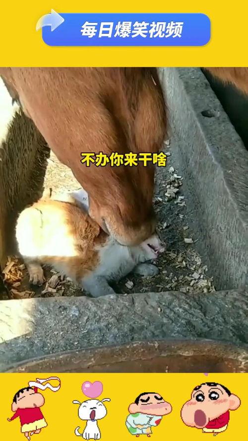 牛的搞笑视频,萌牛搞笑视频大盘点