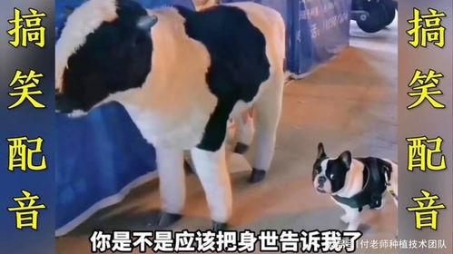 牛的搞笑视频,萌牛搞笑视频大盘点