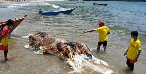 不明生物视频,揭秘地球未知角落的奇异生命之谜