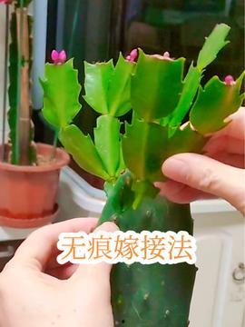 蟹爪兰嫁接视频,视频教程助你轻松上手