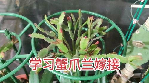 蟹爪兰嫁接视频,视频教程助你轻松上手