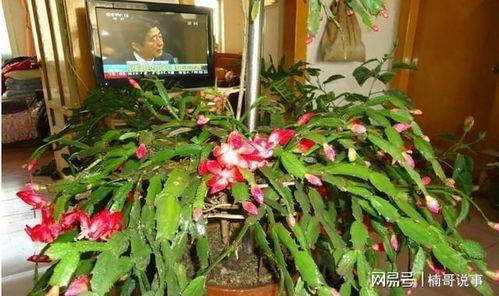 蟹爪兰嫁接视频,视频教程助你轻松上手