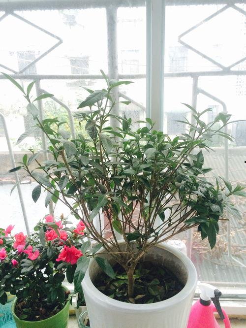 栀子花怎样修剪视频,栀子花修剪技巧视频解析