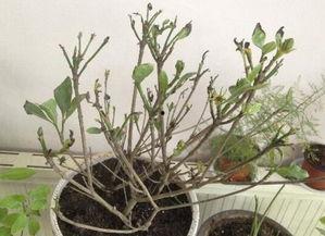 栀子花怎样修剪视频,栀子花修剪技巧视频解析