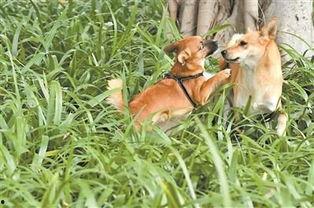狗伤人视频,街头恶犬伤人事件全程回顾