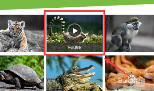观察动物视频,捕捉自然之美瞬间