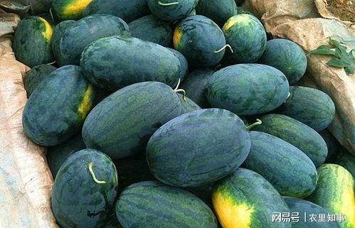 黑料吃黑瓜群,一场网络黑暗面的狂欢