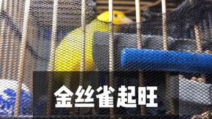 金丝雀视频,揭秘短视频时代的魅力与挑战