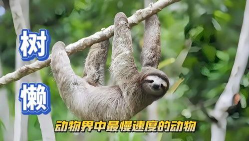 树懒的视频,揭秘树懒的日常与习性