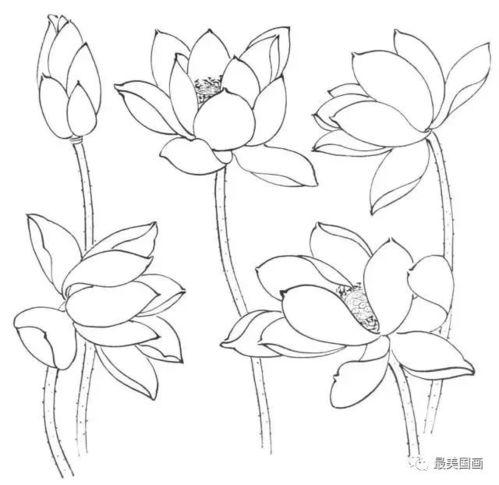 荷花的画法视频,一招一式，轻松掌握水墨荷韵