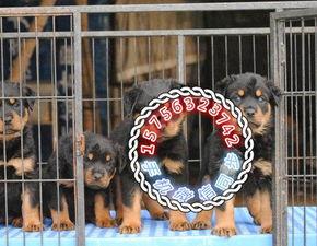 防暴犬视频,防暴犬实战视频解析