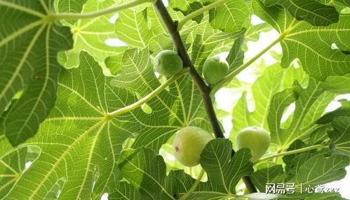 无花果修剪视频,视频教程详解