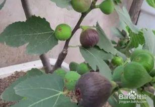 无花果修剪视频,视频教程详解