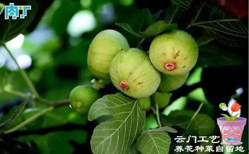 无花果修剪视频,视频教程详解