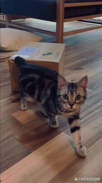 猫咪视频破解,捕捉萌宠日常瞬间