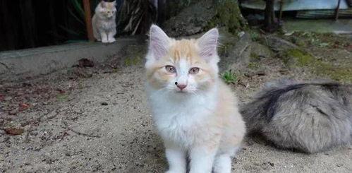 猫咪视频破解,捕捉萌宠日常瞬间