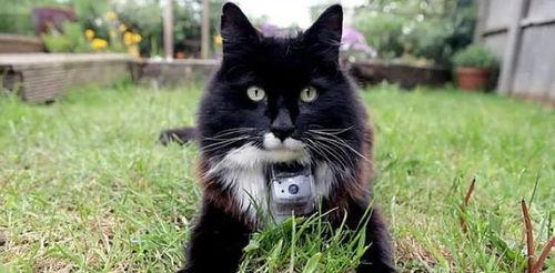 猫咪视频破解,捕捉萌宠日常瞬间