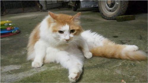 猫哥的视频,揭秘猫咪世界的趣味瞬间