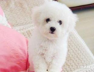 比熊犬视频,温馨瞬间大盘点