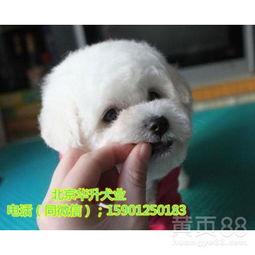 比熊犬视频,温馨瞬间大盘点
