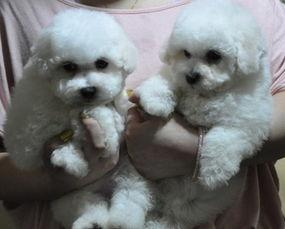 比熊犬视频,温馨瞬间大盘点
