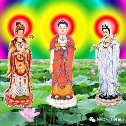 阿弥陀佛视频大全,全方位解读佛教信仰与修行智慧
