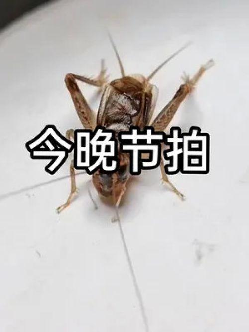 蟋蟀视频,揭秘昆虫世界的奇妙生活