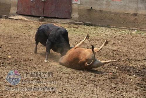 精牛视频,揭秘短视频制作背后的秘密与技巧