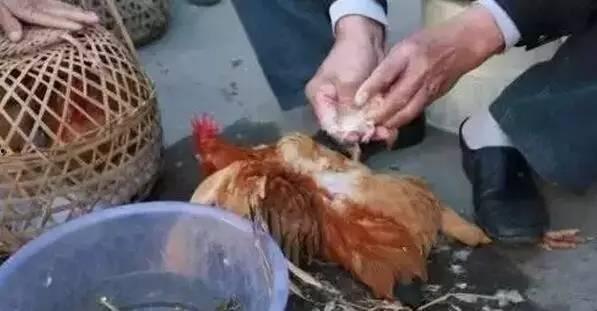 阉鸡视频,从阉割过程到视频记录