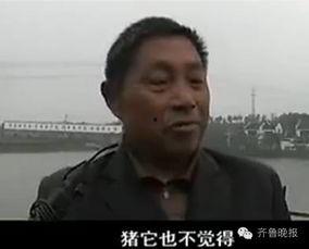 猪跳水视频,萌宠挑战极限，水中翻腾萌态百出