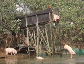 猪跳水视频,萌宠挑战极限，水中翻腾萌态百出