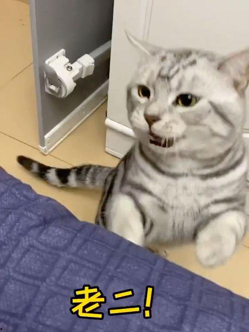 猫叫声音视频,揭秘猫咪叫声背后的秘密