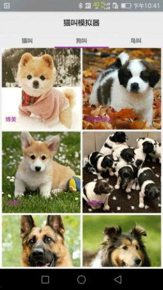 猫叫声音视频,揭秘猫咪叫声背后的秘密