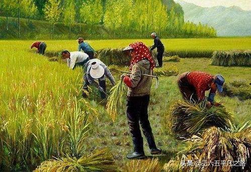 农民种地视频,农民种地视频背后的辛勤与希望