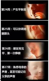 胚胎发育视频,从受精到出生的神奇旅程