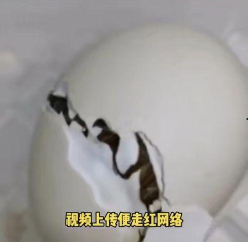 孵蛋视频,揭秘蛋宝宝破壳成长的瞬间