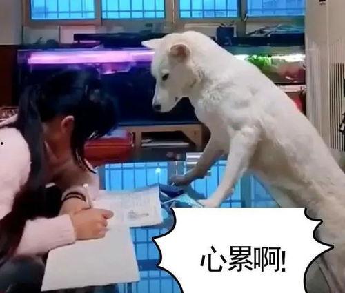 狗操人视频,揭秘动物与人类关系的微妙平衡