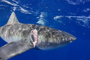 白鲨视频,深海霸主惊悚揭秘