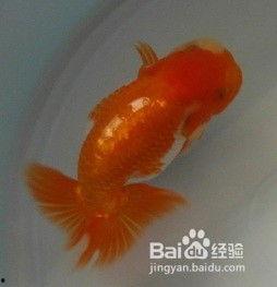 金鱼繁殖视频,视频带你领略水族世界的奇妙之旅