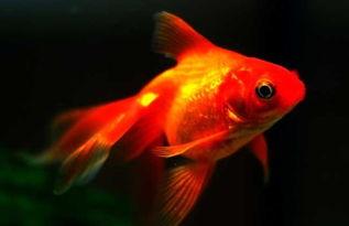金鱼繁殖视频,视频带你领略水族世界的奇妙之旅