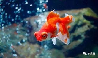 金鱼繁殖视频,视频带你领略水族世界的奇妙之旅