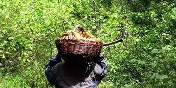 捡蘑菇视频,跟随视频一起捡蘑菇之旅
