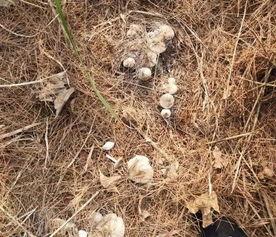 捡蘑菇视频,跟随视频一起捡蘑菇之旅