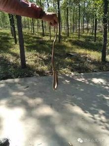 捡蘑菇视频,跟随视频一起捡蘑菇之旅